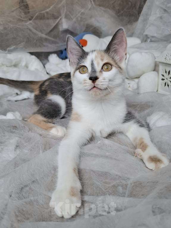 Кошки в Москве: Котёнок с ромбиком на носу в добрые руки  Девочка, Бесплатно - фото 5