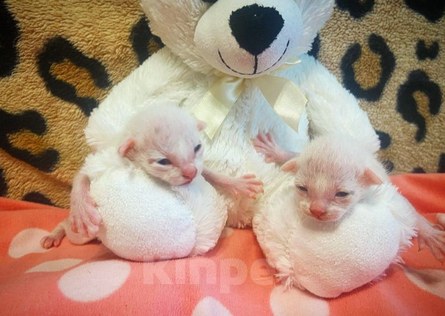 Кошки в Новосибирске: Ориентальный котенок  Девочка, 18 000 руб. - фото 2