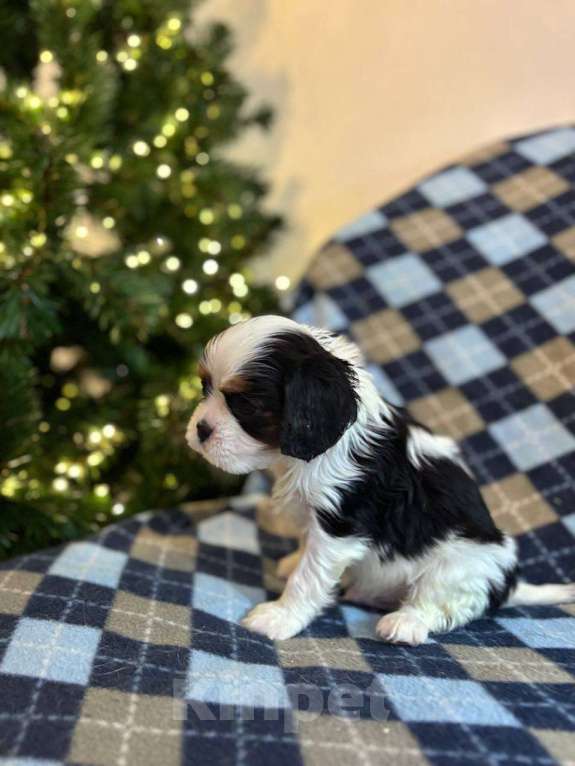 Собаки в Санкт-Петербурге: Кавалер кинг чарльз спаниель Мальчик, Бесплатно - фото 1