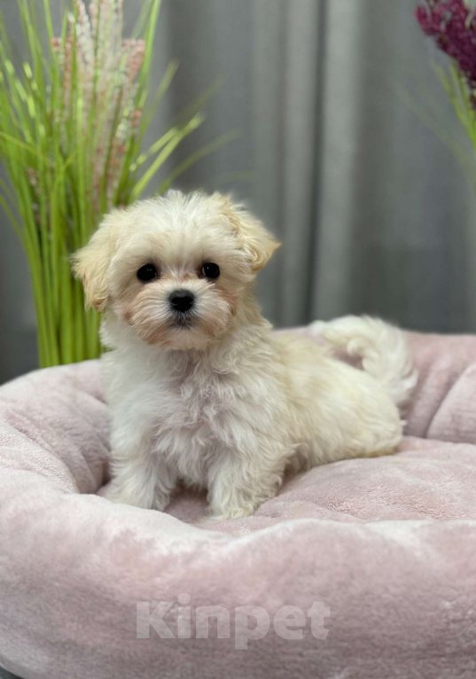 Собаки в Москве: Мальтипу девочка 1 Девочка, 180 000 руб. - фото 1