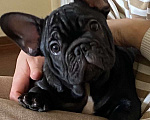 Собаки в Михайлове: Щенки Французский бульдог Мальчик, 80 000 руб. - фото 3