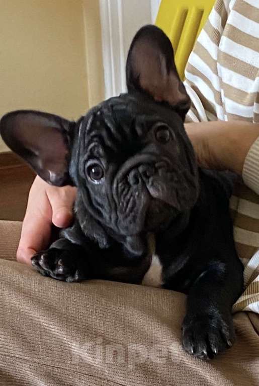 Собаки в Михайлове: Щенки Французский бульдог Мальчик, 80 000 руб. - фото 3