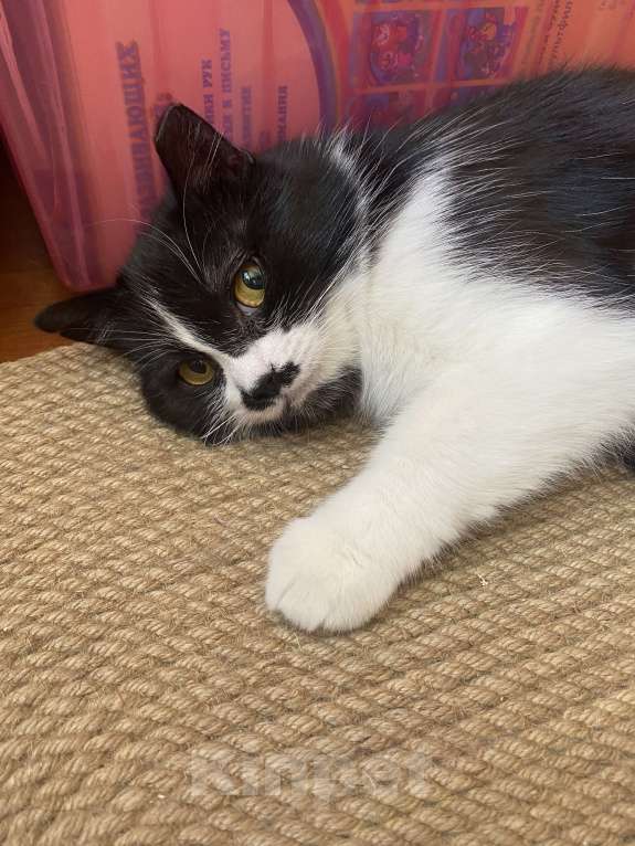 Кошки в Москве: Кошечка Мими в добрые руки Девочка, Бесплатно - фото 7