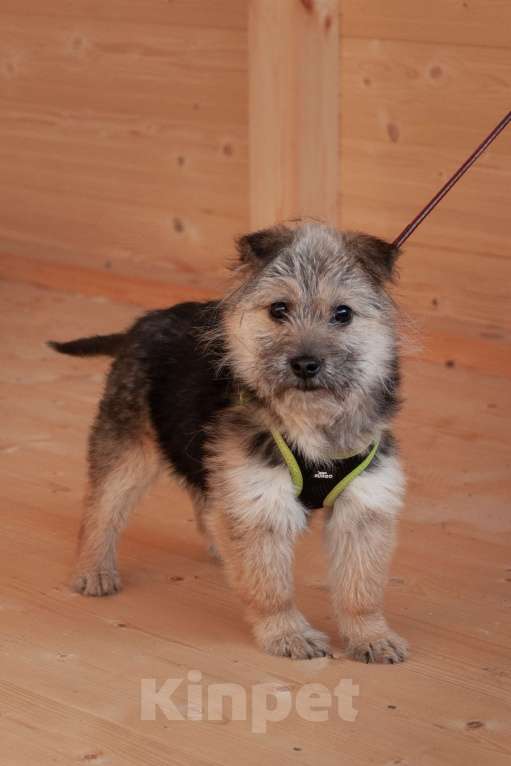 Собаки в Ногинске: Маленькая собачка Кэтрин ищет дом Девочка, Бесплатно - фото 7