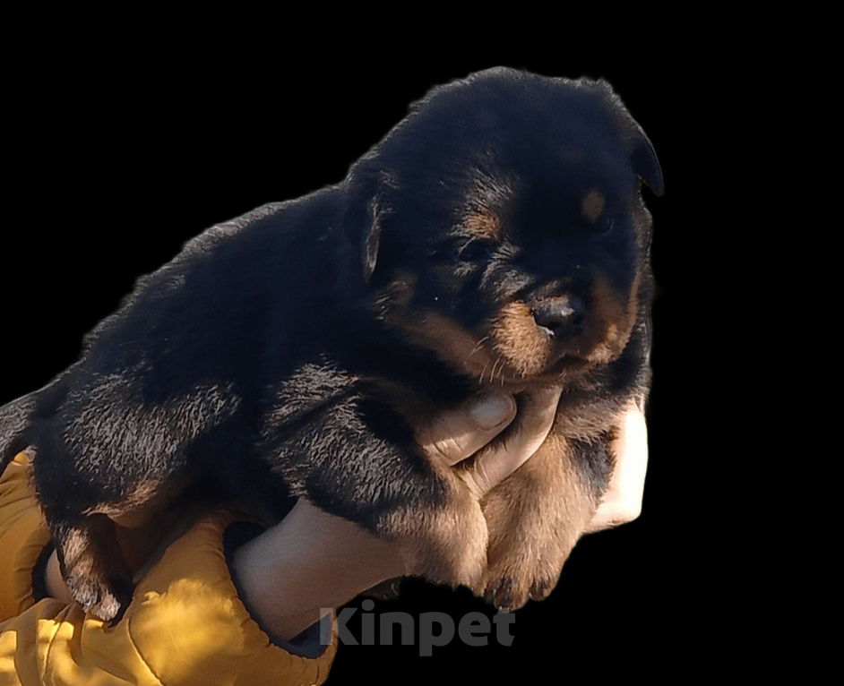 Собаки в Челябинске: Щенки ротвейлера с документами ркф Мальчик, 50 000 руб. - фото 1