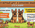Собаки в Костроме: продаём щенков немецкой овчарки Разнополые, 20 000 руб. - фото 10