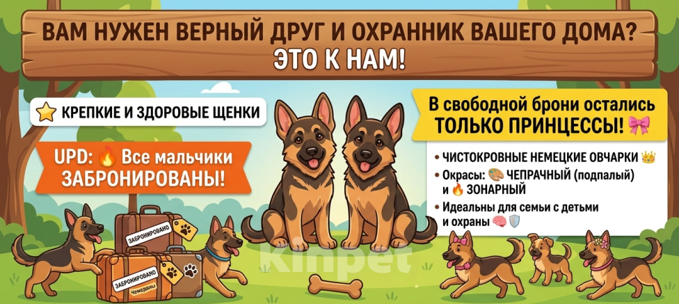 Собаки в Костроме: продаём щенков немецкой овчарки Разнополые, 20 000 руб. - фото 10