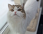 Кошки в Ярославле: Шотландская длинношерстная девочка Девочка, 15 000 руб. - фото 4