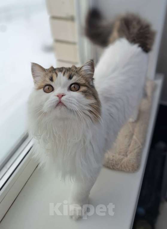 Кошки в Ярославле: Шотландская длинношерстная девочка Девочка, 15 000 руб. - фото 4