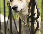 Собаки в Сергиеве Посаде: Самая милая, трепетная и чудесная девочка в поисках дома! Девочка, 1 руб. - фото 4