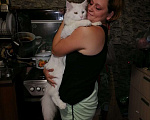 Кошки в Невинномысске: Мейн-кун вязка Мальчик, 1 руб. - фото 1