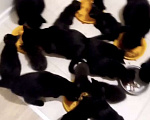 Кошки в Москве: Черные котята в добрые руки Девочка, 1 руб. - фото 4