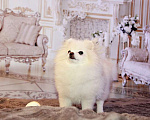 Собаки в Москве: девочка померанского шпица Девочка, 90 000 руб. - фото 3