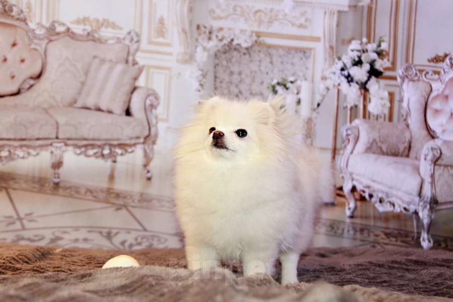 Собаки в Москве: девочка померанского шпица Девочка, 90 000 руб. - фото 3