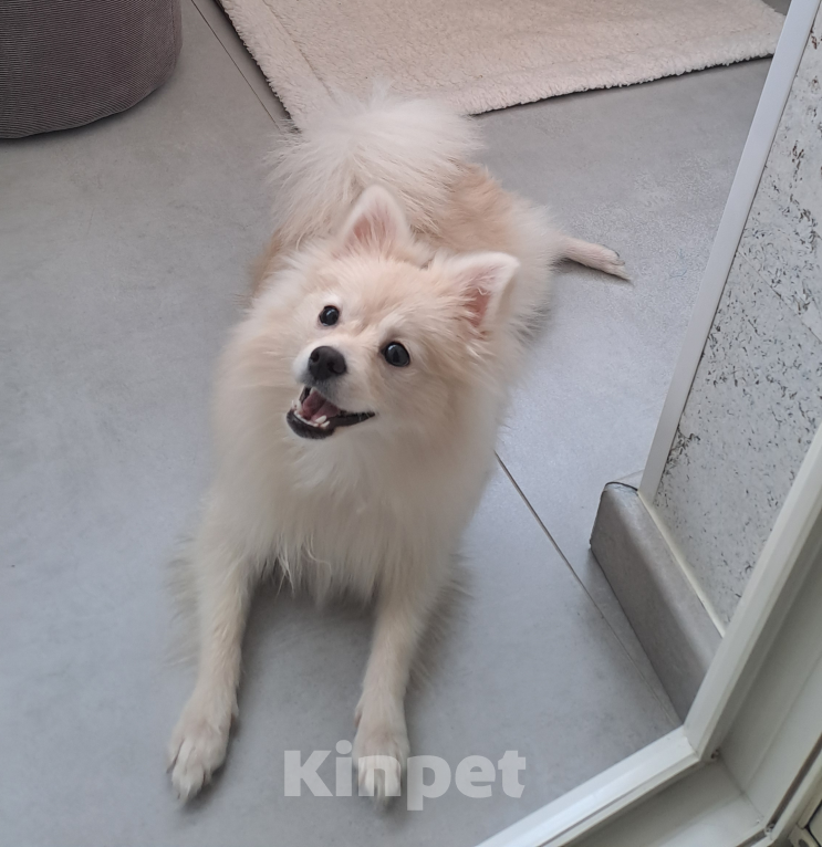 Собаки в Липецке: СРОЧНО! НАЙДЕНА СОБАКА! Девочка, Бесплатно - фото 1