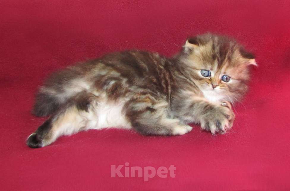 Кошки в Санкт-Петербурге: шотландская кошечка длинношерстная Девочка, Бесплатно - фото 3