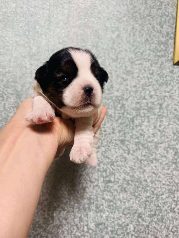 Собаки в Алупке: Щенок Бивер Йоркширский терьер Девочка, Бесплатно - фото 4