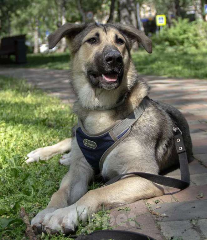 Собаки в Москве: Умнейший щенок метис овчарки Джек в добрые руки Мальчик, Бесплатно - фото 2