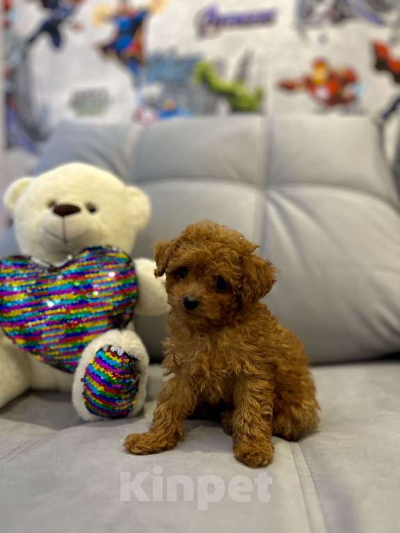 Собаки в Санкт-Петербурге: Той-пудель мини Тедди  Девочка, 110 000 руб. - фото 3