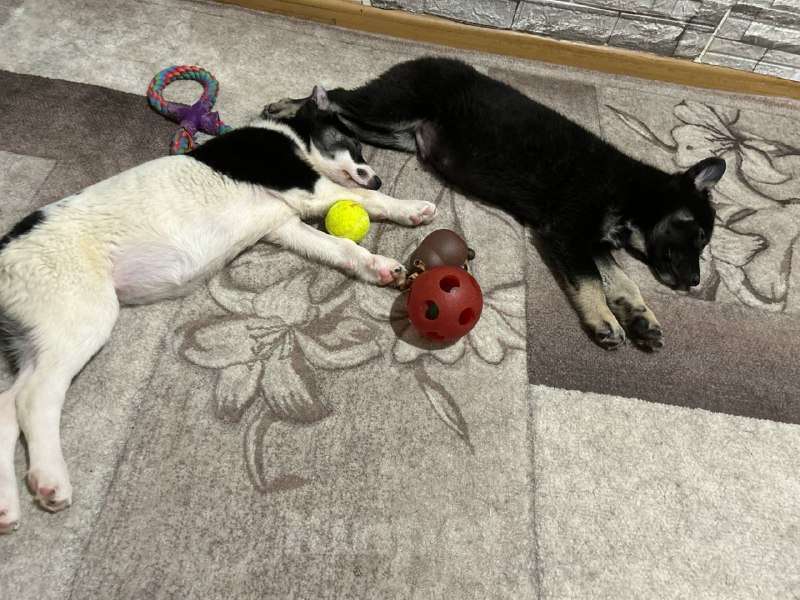 Собаки в Королеве: Друзья, мы ищем дом малышке Дженни! Девочка, Бесплатно - фото 9