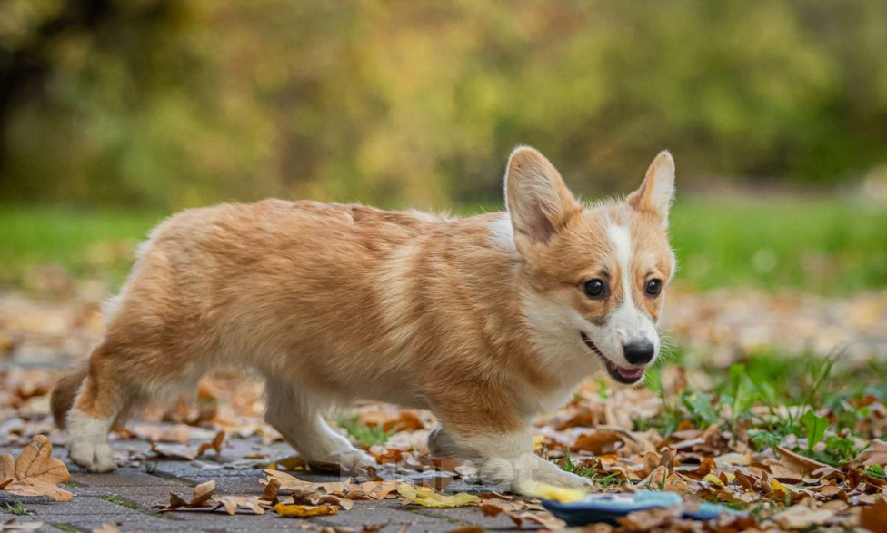 Собаки в Москве: Вельш корги пемброк, девочка Девочка, 70 000 руб. - фото 5