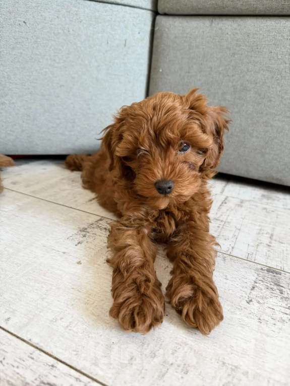 Собаки в Казани: Мальтипу щенки Мальчик, Бесплатно - фото 3