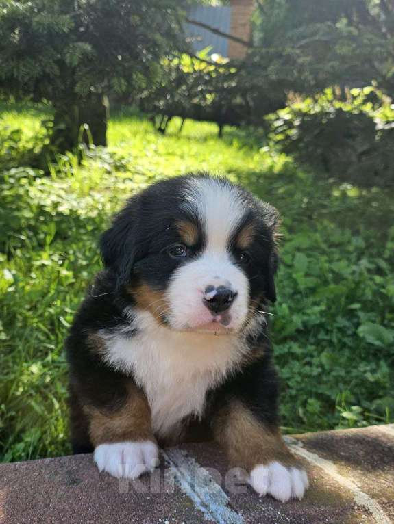 Собаки в других городах Московской области: Питомник "Зенненхунд России" предлагает щенков Мальчик, 180 000 руб. - фото 2