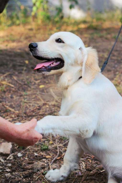 Собаки в Новошахтинске: Продаю щенков золотистого ретривера Мальчик, Бесплатно - фото 3
