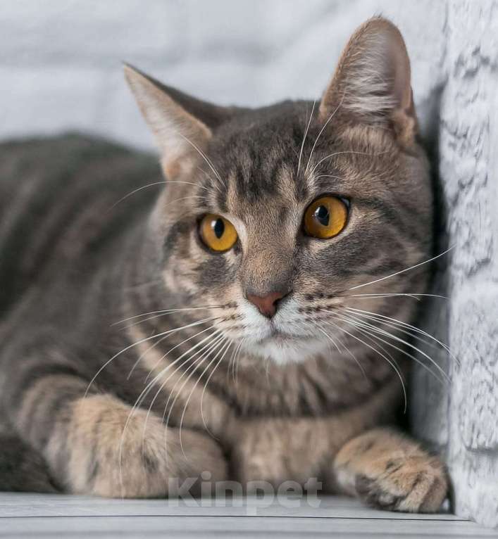 Кошки в Москве: Сава ждет семью Мальчик, Бесплатно - фото 2