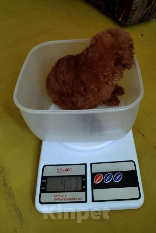 Собаки в Москве: Той-пудель девочка РКФ Девочка, 120 000 руб. - фото 3