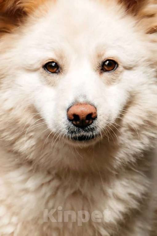 Собаки в Москве: Пушистая собака-мечта Джессика в добрые руки Девочка, 1 руб. - фото 2