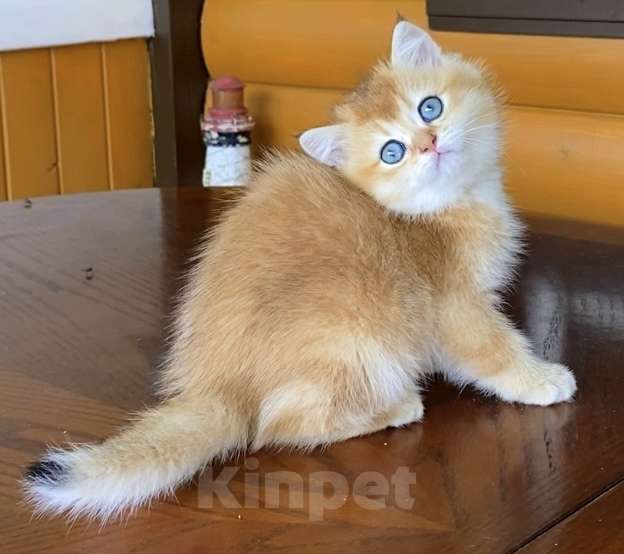 Кошки в Москве: Золотая шиншилла британская девочка Britni Девочка, 45 000 руб. - фото 3