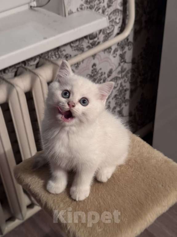 Кошки в Воронеже: Мальчик - британская шиншилла  Мальчик, Бесплатно - фото 4