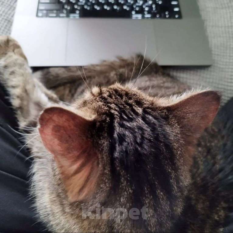 Кошки в Москве: Самая ласковая на свете кошечка Юля Девочка, Бесплатно - фото 2