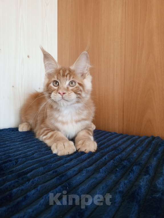 Кошки в Владимире: Рыжее солнышко Мальчик, 60 000 руб. - фото 1