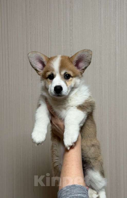 Собаки в Магнитогорске: Продам щенков Девочка, Бесплатно - фото 1