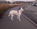 Собаки в Санкт-Петербурге: Очень красивая и добрая собака ищет дом Девочка, Бесплатно - фото 4