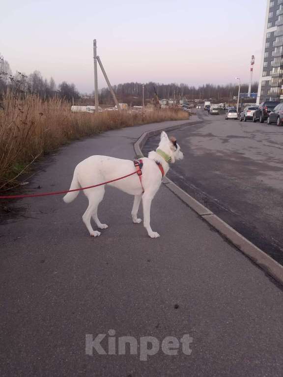 Собаки в Санкт-Петербурге: Очень красивая и добрая собака ищет дом Девочка, Бесплатно - фото 4