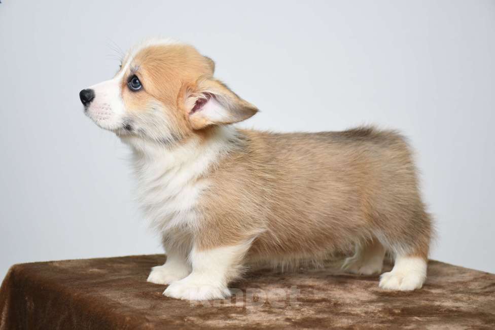 Собаки в Абакане: Лилит Звезда Востока  Девочка, 70 000 руб. - фото 2