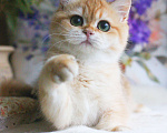 Кошки в Москве: Золотая британская шиншилла девочка Девочка, 70 000 руб. - фото 4