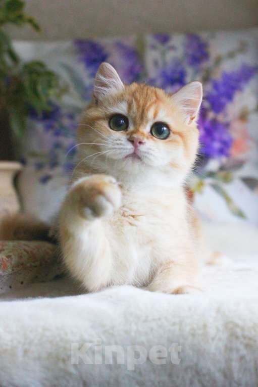 Кошки в Москве: Золотая британская шиншилла девочка Девочка, 70 000 руб. - фото 4