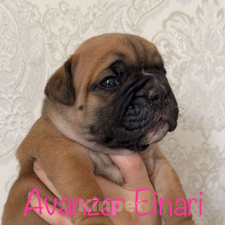 Собаки в Всеволожске: Континентальный бульдог РКФ Питомник Мальчик, 150 000 руб. - фото 5