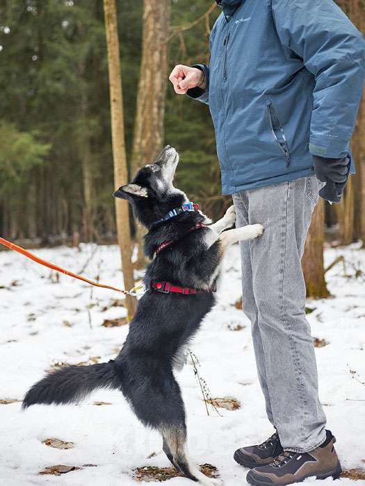 Собаки в Москве: Молодой домашний пес Медор, метис лайки в добрые руки Мальчик, 10 руб. - фото 3