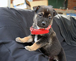 Собаки в Краснодаре: Отдам щенка, 2 месяца Мальчик, 10 руб. - фото 4