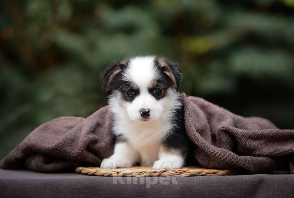 Собаки в Армавире: мальчик вельш корги пемброк Мальчик, 100 000 руб. - фото 5