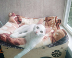 Кошки в Москве: Котёнок в добрые руки Мальчик, Бесплатно - фото 5