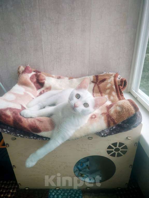 Кошки в Москве: Котёнок в добрые руки Мальчик, Бесплатно - фото 5