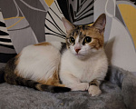 Кошки в Москве: Котенок в добрые руки Девочка, Бесплатно - фото 3