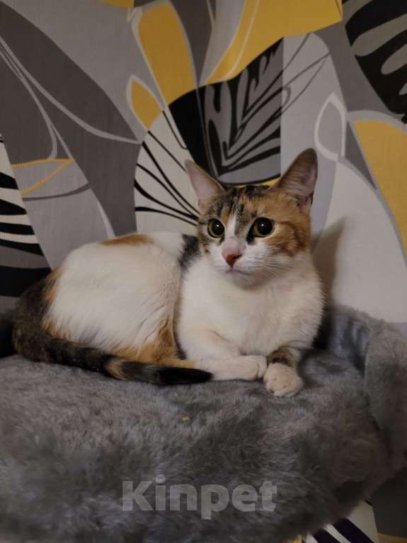 Кошки в Москве: Котенок в добрые руки Девочка, Бесплатно - фото 3