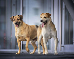 Собаки в Новосибирске: Ева ищет любящий дом Девочка, 1 руб. - фото 3